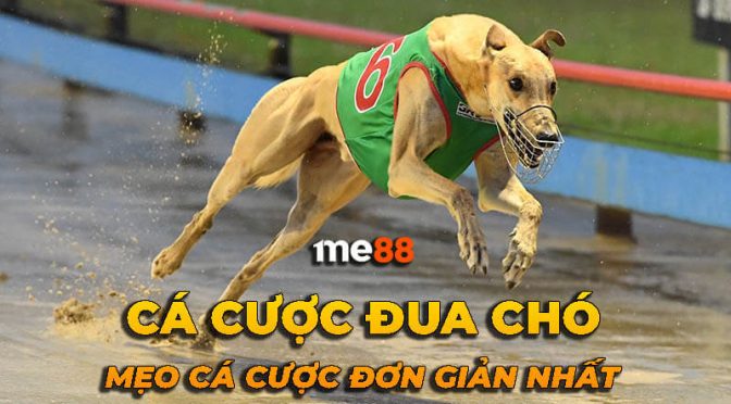 Trải nghiệm của bạn khi sử dụng Dd7 như thế nào? - Dd7