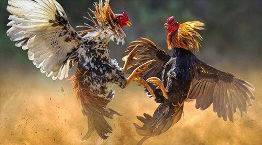 P3bet là một nền tảng chơi game trực tuyến thế hệ mới - P3bet