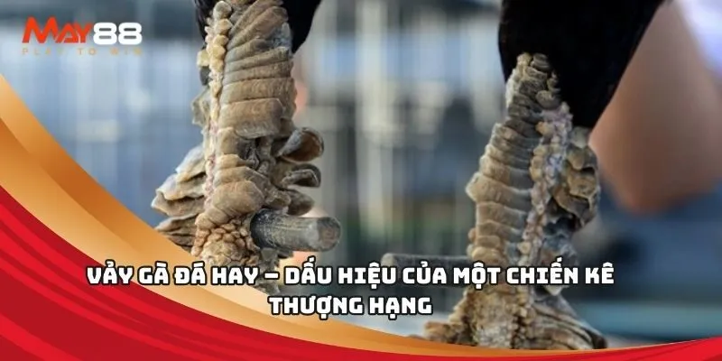 Tiết lộ các mẹo cá cược trên trang web cổng thông tin game Bet888 - Bet888